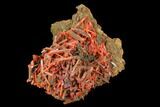 Bright Orange Crocoite Crystal Cluster - Tasmania #127951-1